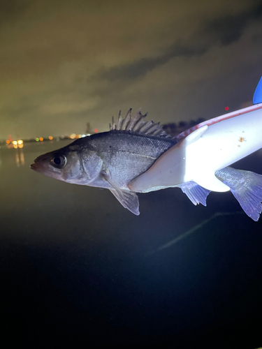 セイゴ（マルスズキ）の釣果