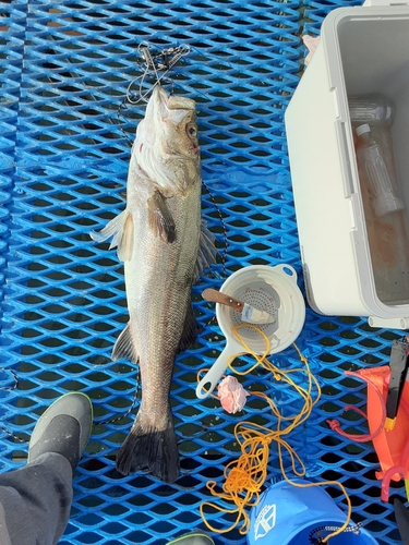 スズキの釣果