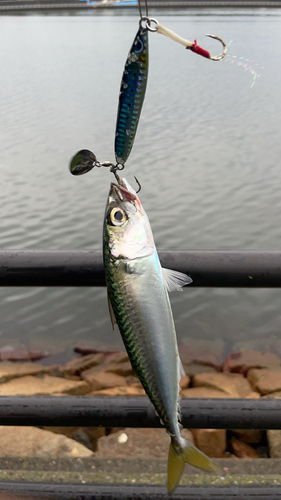 サバの釣果