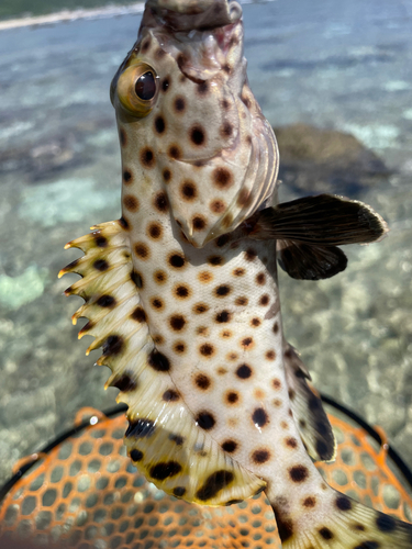 イシミーバイの釣果