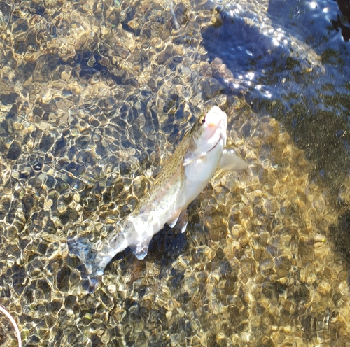 ニジマスの釣果