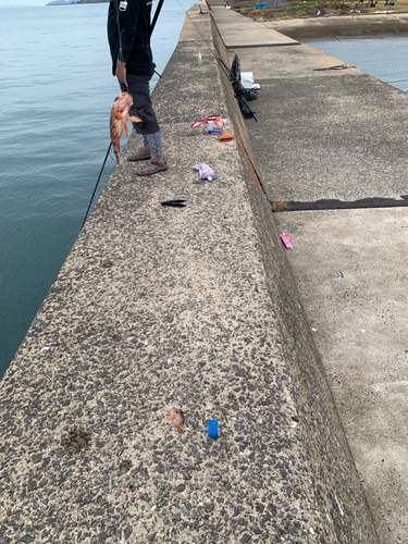 アラカブの釣果