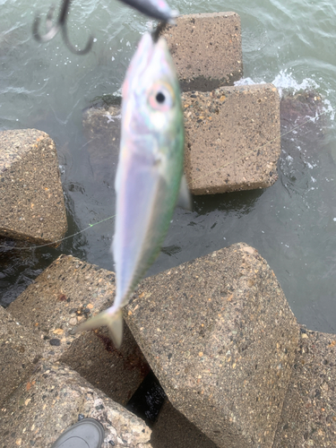 サバの釣果