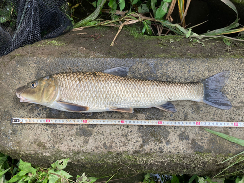 ニゴイの釣果