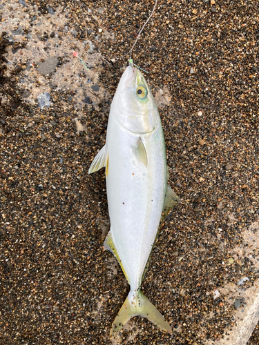 ワカシの釣果