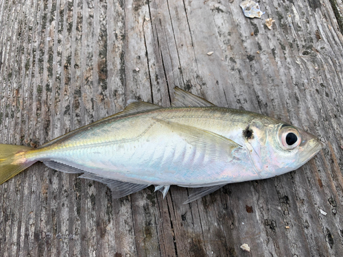 マアジの釣果