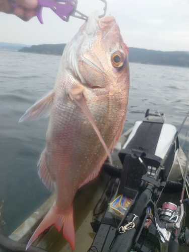 タイの釣果