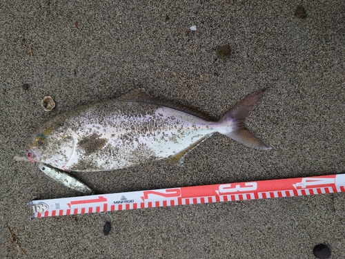 ショゴの釣果