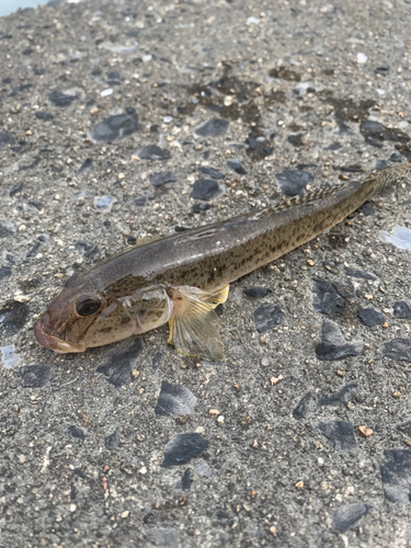 ハゼの釣果