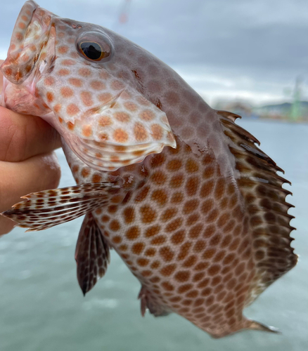 オオモンハタの釣果