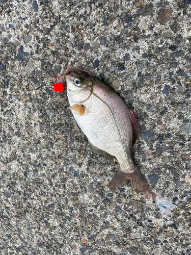 ウミタナゴの釣果