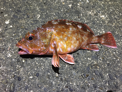 カサゴの釣果