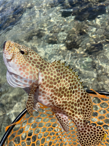 イシミーバイの釣果