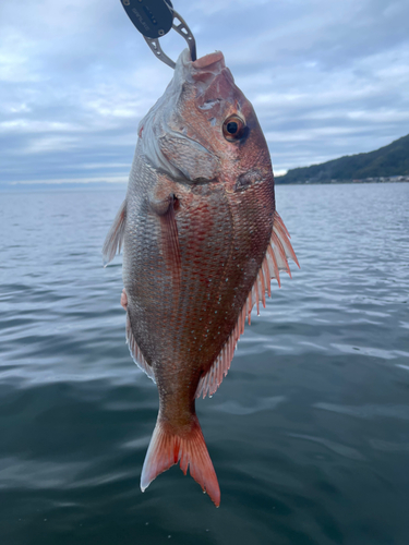 タイの釣果