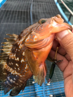 アコウの釣果