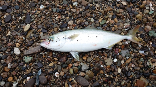 イナダの釣果