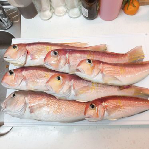 アマダイの釣果