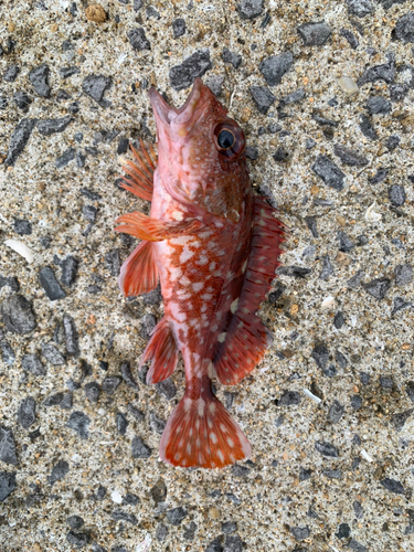 アラカブの釣果