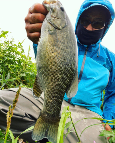 スモールマウスバスの釣果