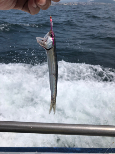 イワシの釣果