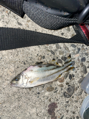 コトヒキの釣果