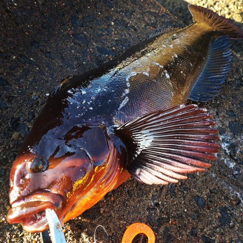 ウサギアイナメの釣果