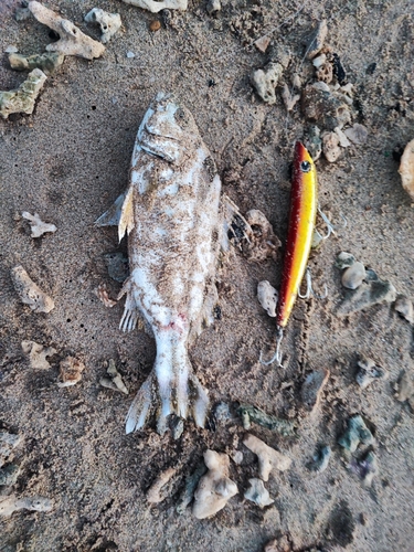 コトヒキの釣果