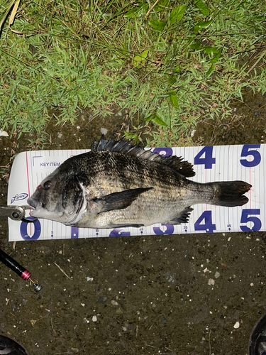 クロダイの釣果