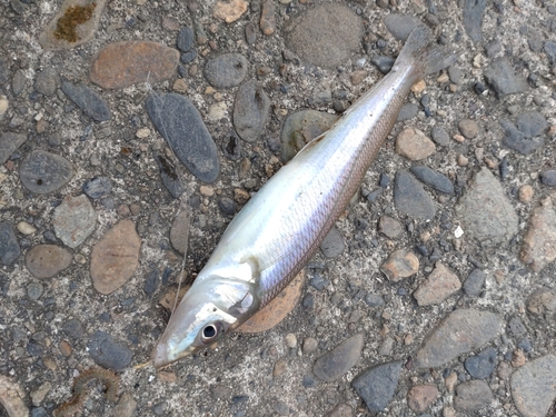 キスの釣果