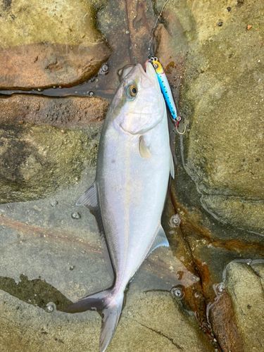 カンパチの釣果