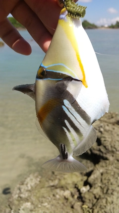 ムラサメモンガラの釣果