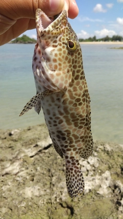 イシミーバイの釣果