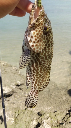 イシミーバイの釣果