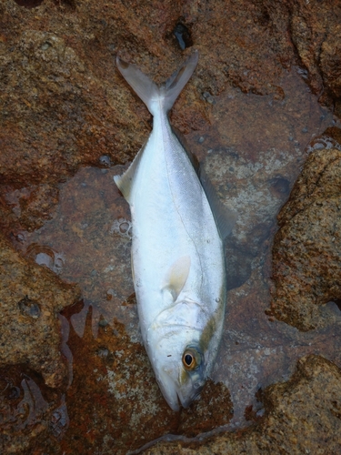 ショゴの釣果