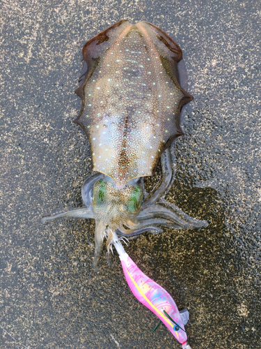 アオリイカの釣果