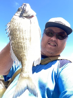 ミナミクロダイの釣果