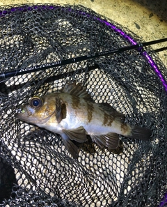 メバルの釣果