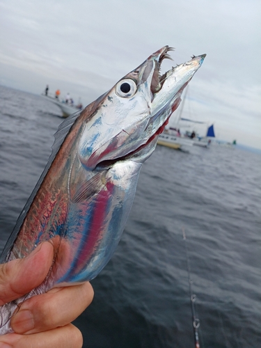 タチウオの釣果