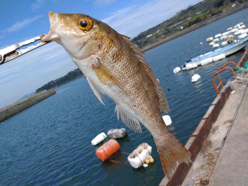 イトフエフキの釣果