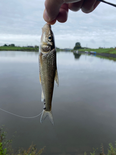 ニゴイの釣果