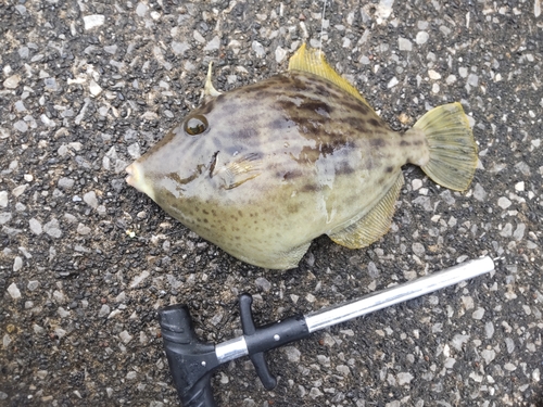 カワハギの釣果