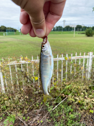 オイカワの釣果