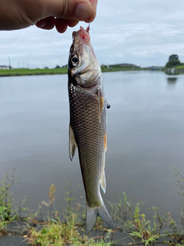 ニゴイの釣果