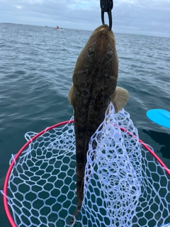 マゴチの釣果