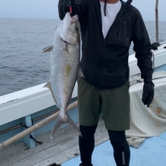 カンパチの釣果