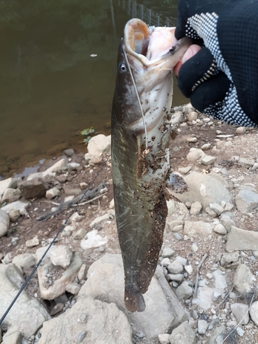 ナマズの釣果