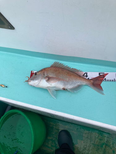 マダイの釣果