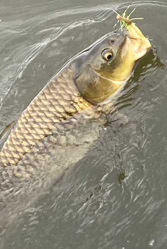 コイの釣果