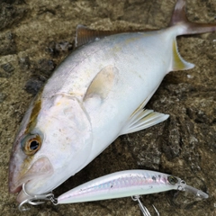 カンパチの釣果