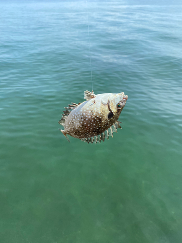 アイゴの釣果